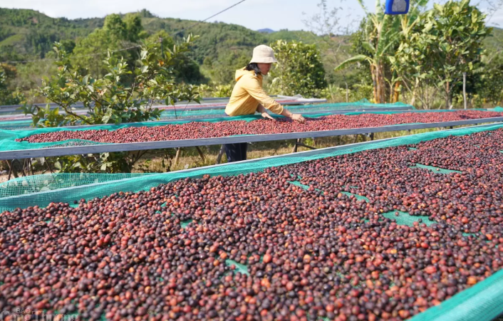 Độc đáo sản phẩm du lịch trải nghiệm hái cà phê tại đỉnh Trường Sơn